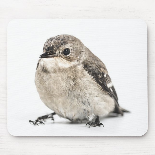 Cute Small Garden Bird Photo Mouse Pad (Front)