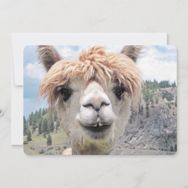 Cute Smiling Alpaca Photo Image (Front)
