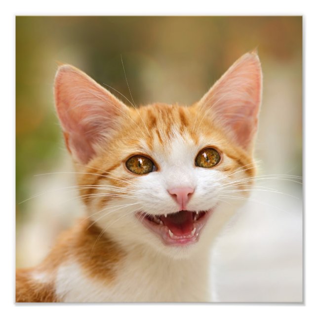 Cute Smiling Kitten Face Funny Cat Meow Photo (Front)