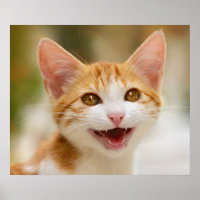 Cute Smiling Kitten Face Funny Cat Meow Photo