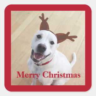 Cute Smiling White Reindeer Dog Red Christmas Square Sticker