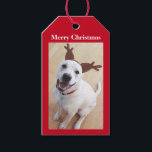 Cute Smiling White Reindeer Puppy Dog Christmas Gift Tags<br><div class="desc">Olive is a beautiful and sweet Labrador mix.</div>