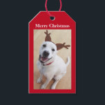 Cute Smiling White Reindeer Puppy Dog Christmas Gift Tags<br><div class="desc">Olive is a beautiful and sweet Labrador mix.</div>