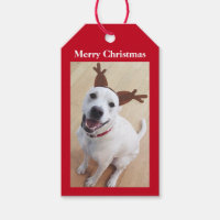 Cute Smiling White Reindeer Puppy Dog Christmas