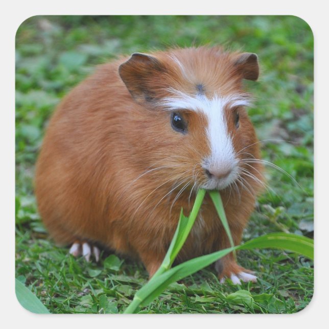Cute, Smooth, Red and White Guinea Pig in Grass Square Sticker (Front)