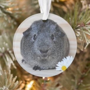Cute Smooth, Silver Agouti Guinea Pig and Daisies Ornament