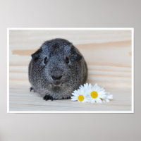Cute, Smooth, Sliver Agouti Guinea Pig and Flowers