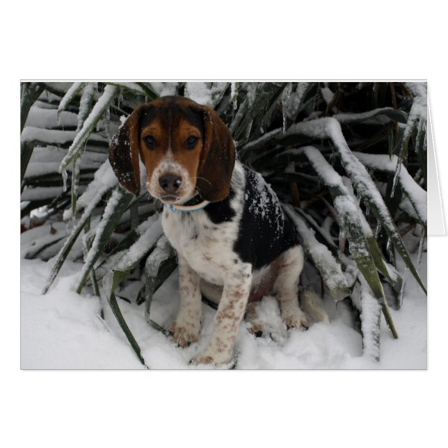 Cute Snoopy Beagle Puppy Dog in Snow (Front Horizontal)