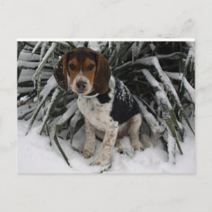 Cute Snoopy Beagle Puppy Dog in Snow Postcard