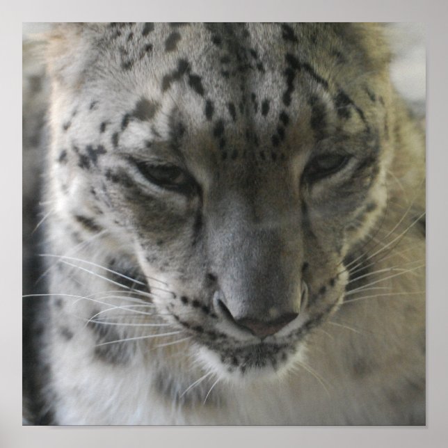 Cute Snow Leopard Poster (Front)