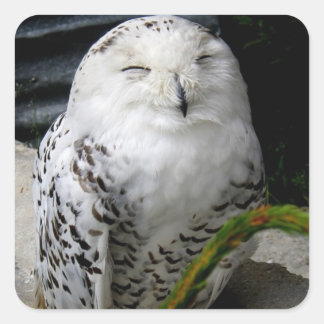 Cute Snowy Owl Square Sticker