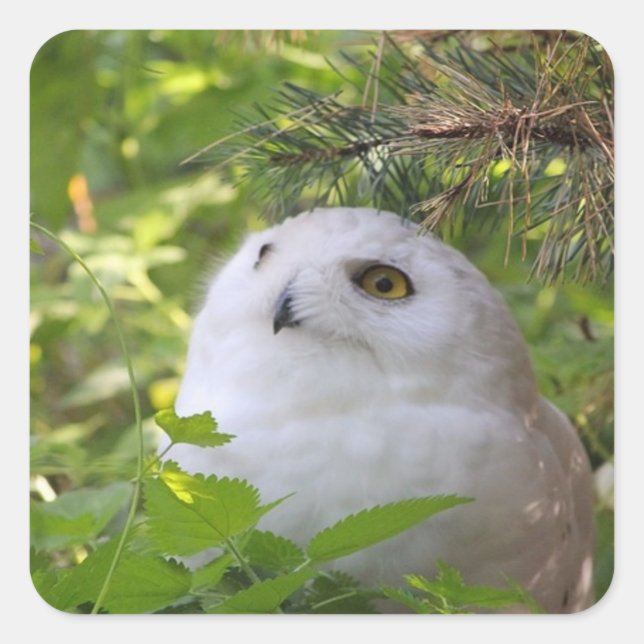 Cute Snowy Owl Square Sticker (Front)