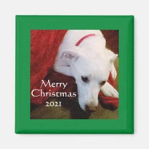 Cute Snowy White Puppy Dog Square green Christmas Magnet