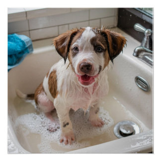 Cute Soapy Wet Puppy Bath Poster Mur Art