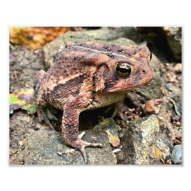 Cute Southern Toad Close-Up Photo Print (Front)
