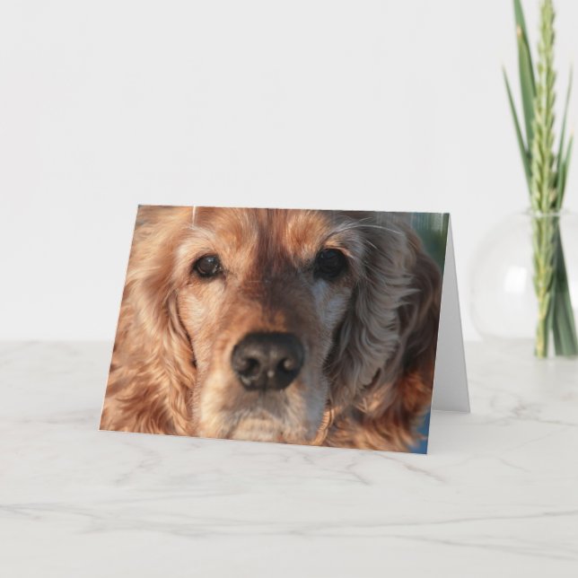 Cute Spaniel Greeting Card (Front)