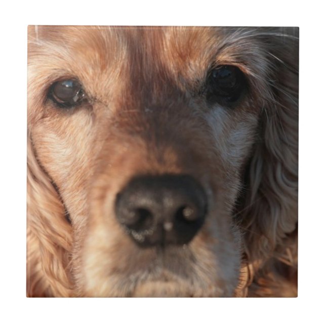 Cute Spaniel Tile (Front)