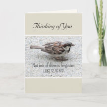 Cute Sparrow Bird Photo Bible Verse Simple Tan