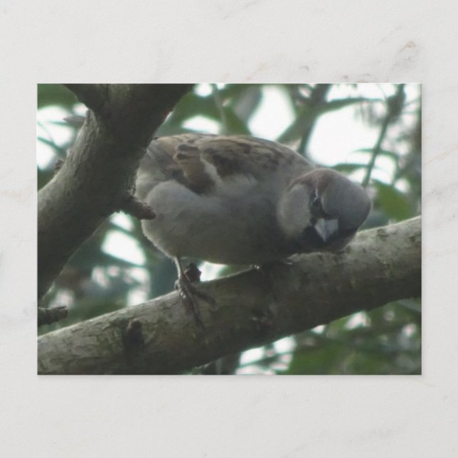 Cute Sparrow Close Up DIY Postcard (Front)