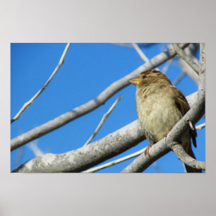 Cute sparrow poster