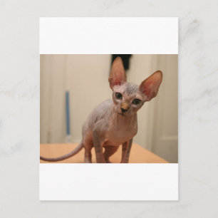 Cute sphynx kitten "I'm furless, are you?" Postcard
