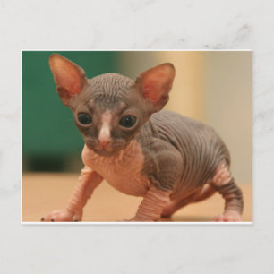 Cute sphynx kitten postcard
