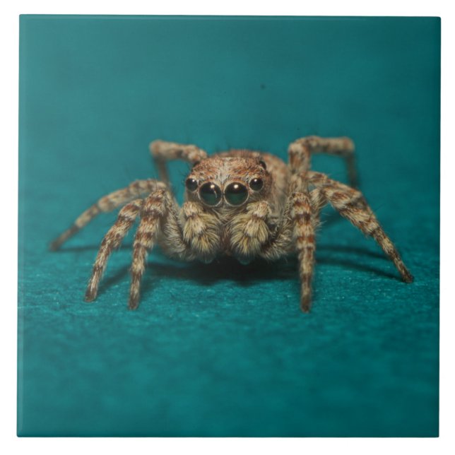 Cute Spider Big Eyes Photo Tile (Front)