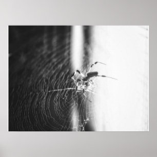 Cute Spider Tangled Weave   Spider Lover Gift Poster