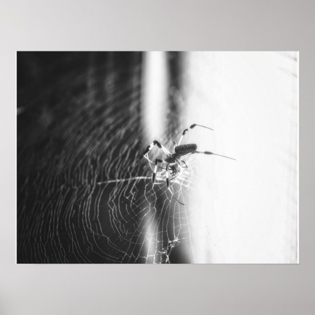 Cute Spider Tangled Weave | Spider Lover Gift Poster (Front)