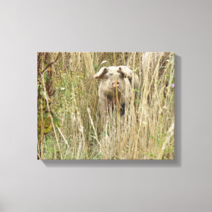Cute Spotty Pig Canvas Print