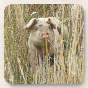 Cute Spotty Pig Cork Coaster