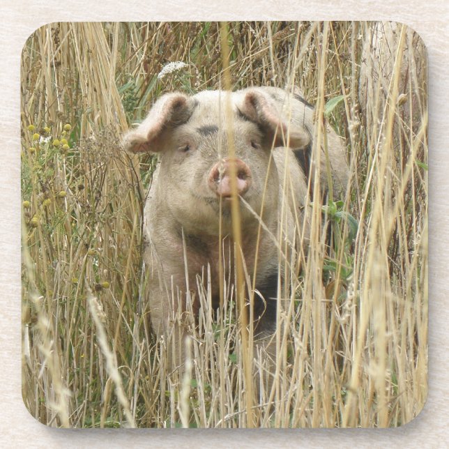 Cute Spotty Pig Cork Coaster (Front)