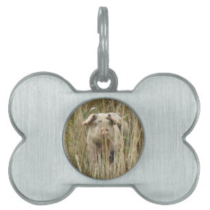 Cute Spotty Pig Pet Tag