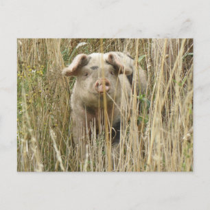 Cute Spotty Pig Postcard