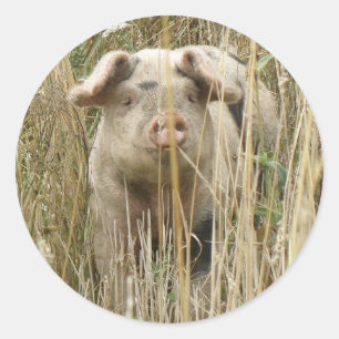 Cute Spotty Pig Sticker
