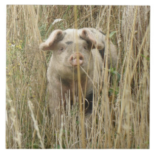 Cute Spotty Pig Tile