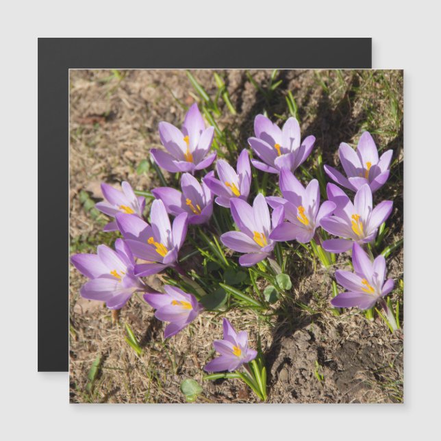 Cute spring crocuses (Front/Back)