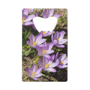 Cute spring crocuses credit card bottle opener