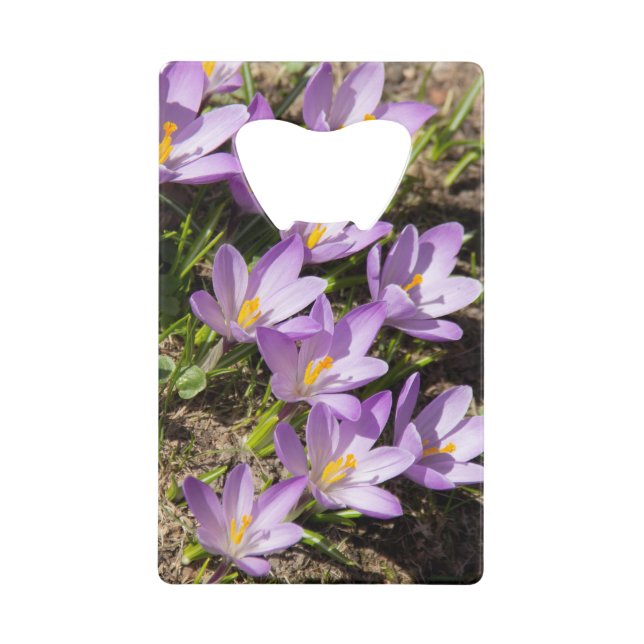 Cute spring crocuses credit card bottle opener (Front)