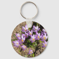 Cute spring crocuses