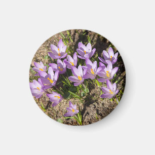 Cute spring crocuses magnet