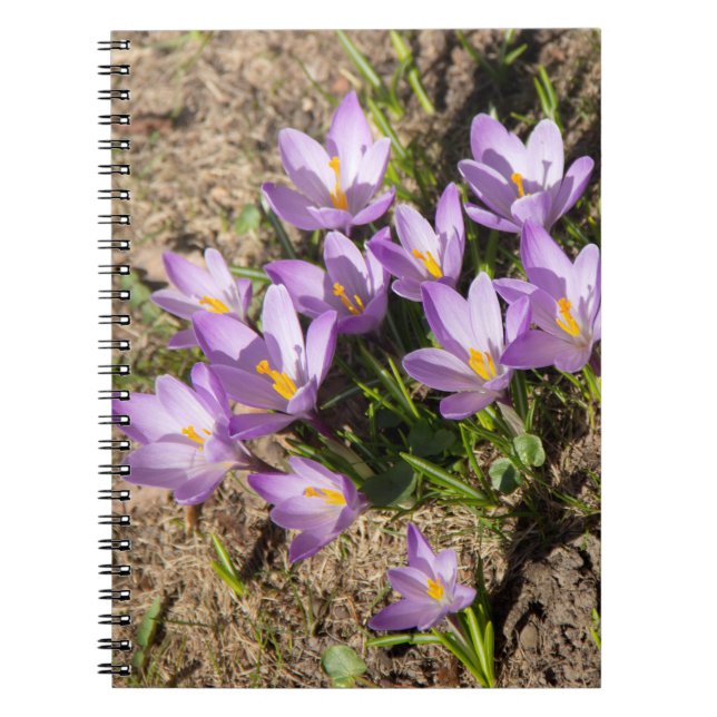 Cute spring crocuses notebook (Front)