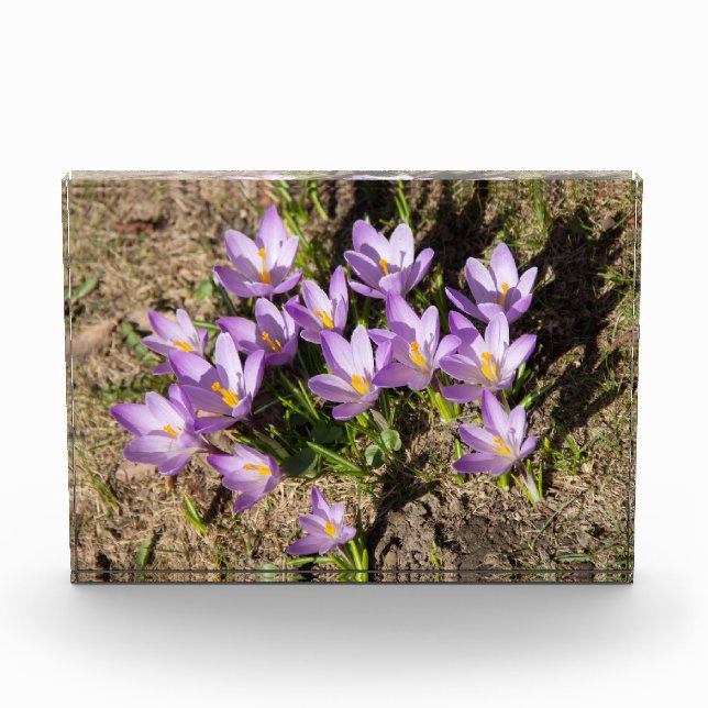 Cute spring crocuses photo block (Front)