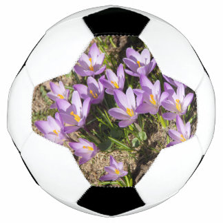 Cute spring crocuses soccer ball