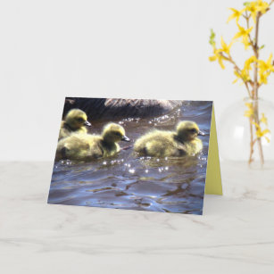 Cute Spring Goslings Baby Geese Swimming Card