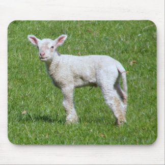Cute Spring Lamb Mouse Pad