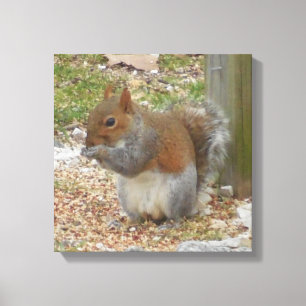 Cute Squirrel Canvas Art