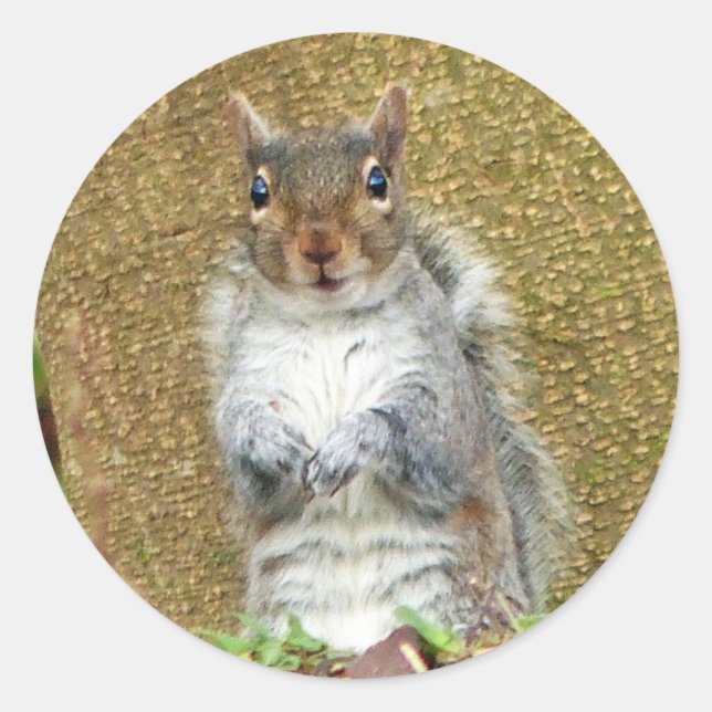 Cute Squirrel Classic Round Sticker (Front)
