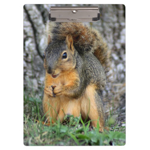 Cute Squirrel Clipboard