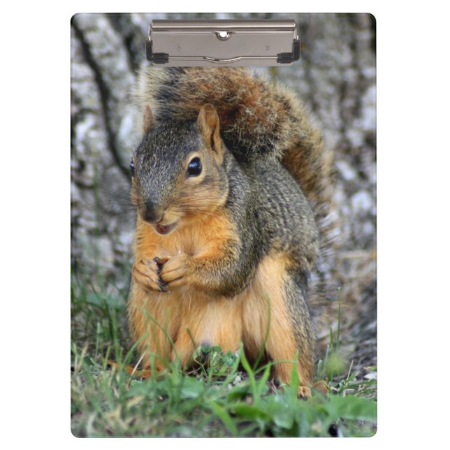 Cute Squirrel Clipboard (Front)